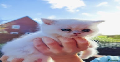 British Shorthair cats - Advert 14