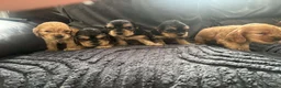 Cocker Spaniel dogs for sale: Kc reg Show type cocker spaniel in Shotts - Advert 13