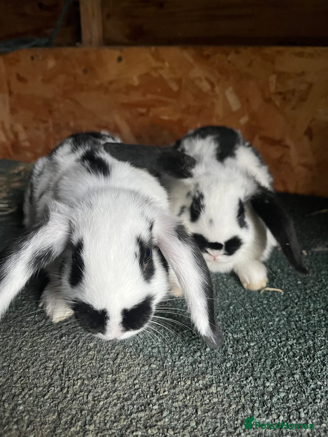 Mixed Breed rabbits for sale: Mini lop cross English spot baby bunnies  - Advert 8