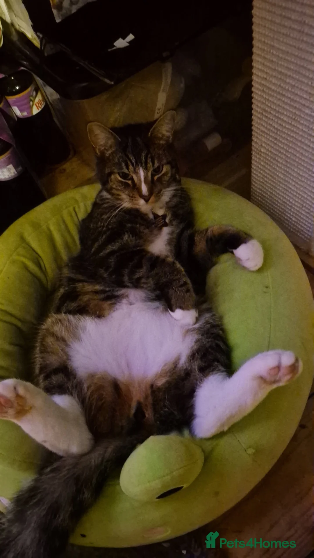 Mixed Breed cats for sale: Mickey and Marley - Advert 2