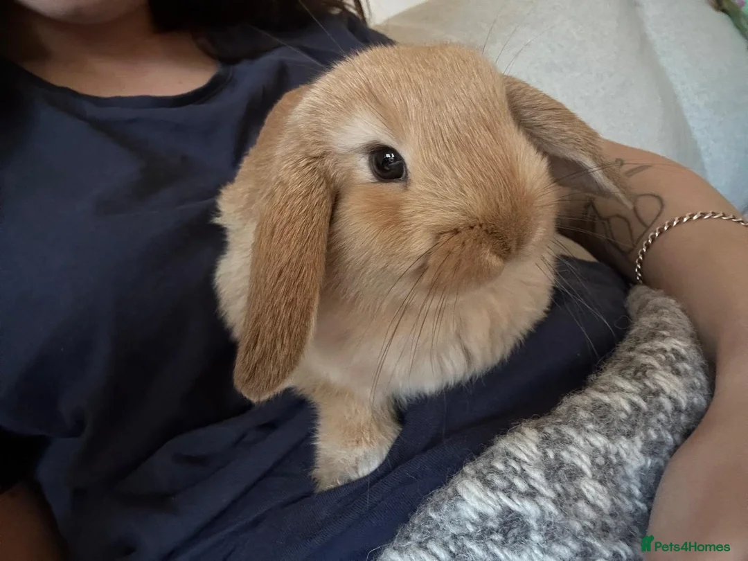 Mini Lop rabbits for sale: Cute Mini Lop for free - Advert 1