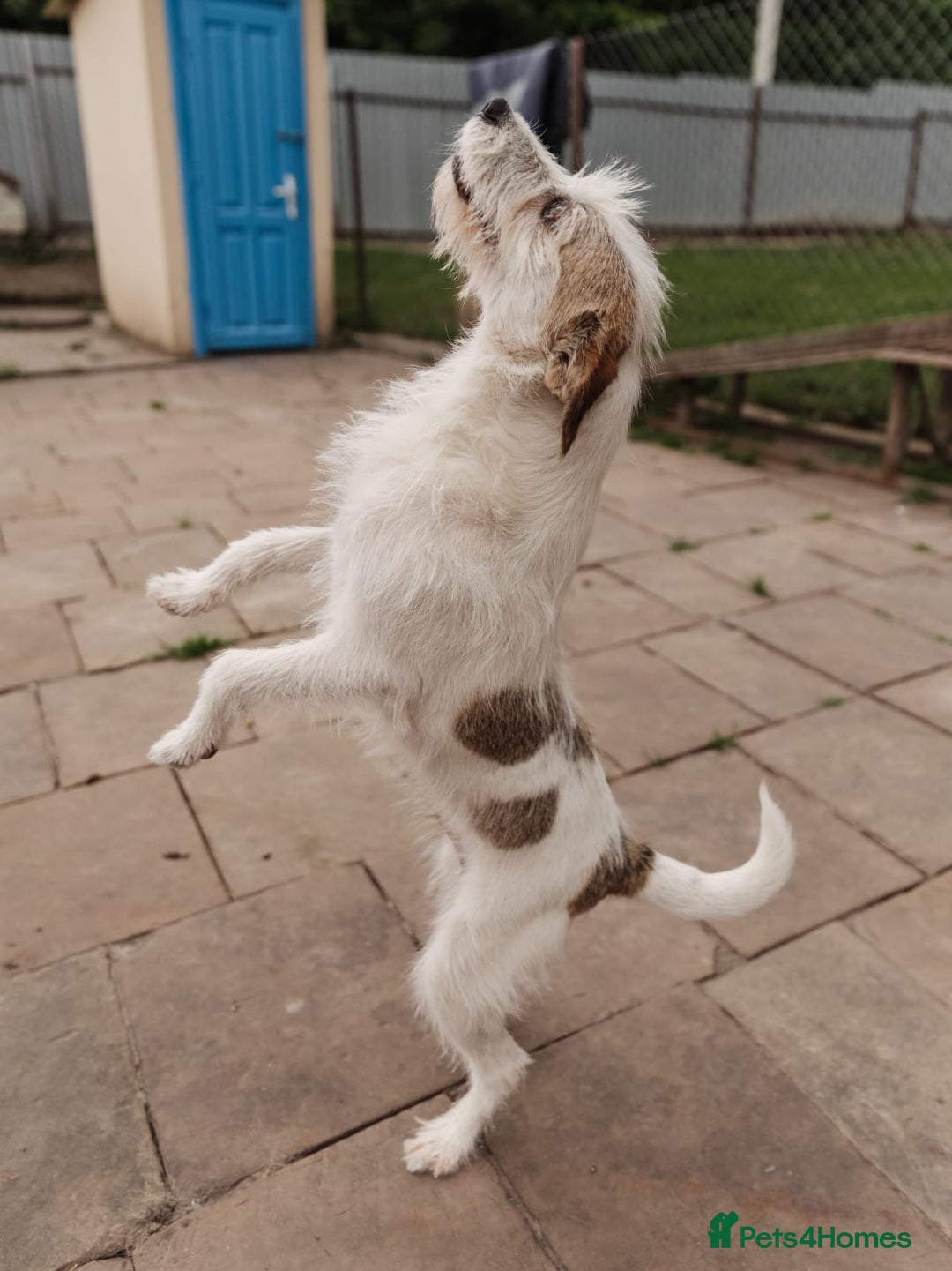 Mixed Breed dogs for adoption: 💖🐶 FAY 🐶💖 - Image 13