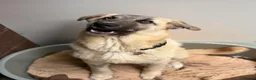 Mixed Breed dogs for adoption: Hermes 🐾  - Advert 6
