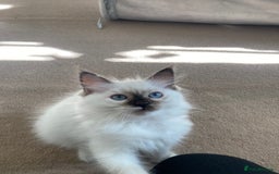Ragdoll cats for sale: Ragdoll kittens - Image 2