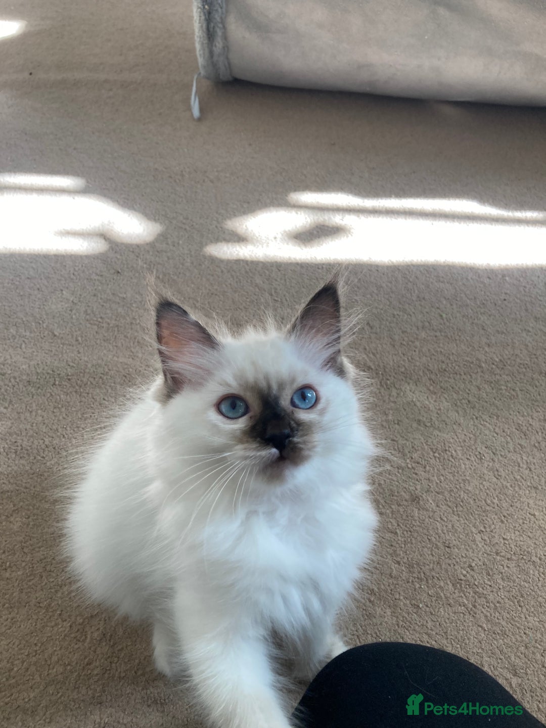 Ragdoll cats for sale: Ragdoll kittens - Image 2