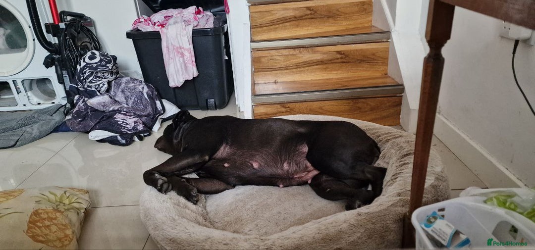 American Bulldog dogs for sale: Two loving dogs available due to medical issues - Advert 7