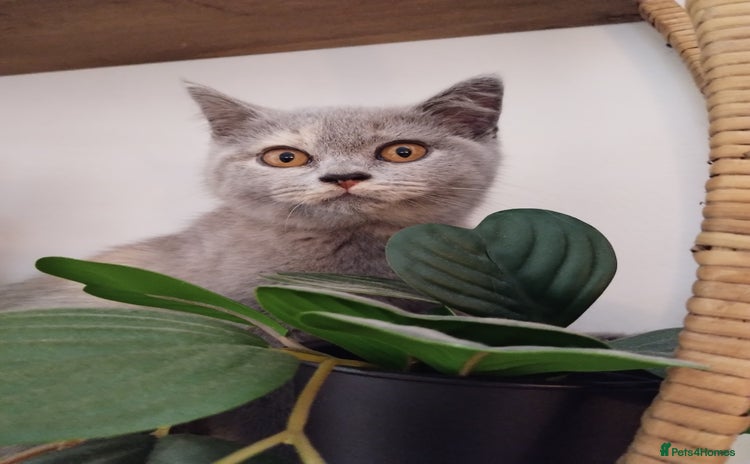 British Shorthair cats - Advert 4