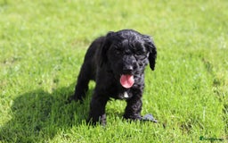Cockapoo dogs for sale: F1 Cockapoo puppies for sale  - Image 17