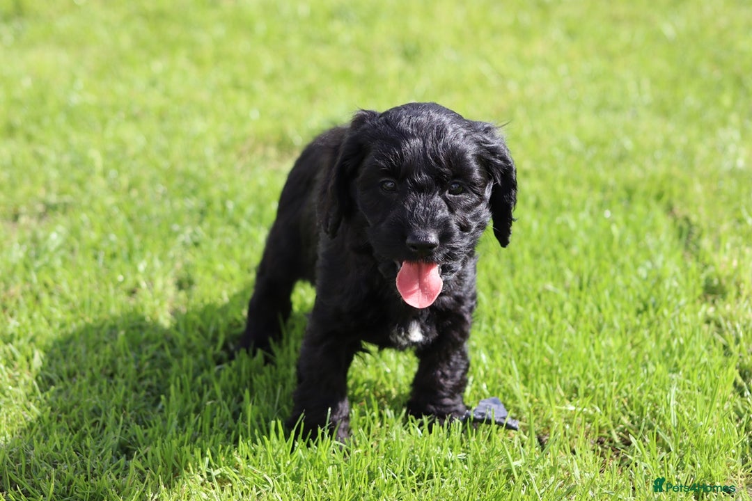 Cockapoo dogs for sale: F1 Cockapoo puppies for sale  - Image 17