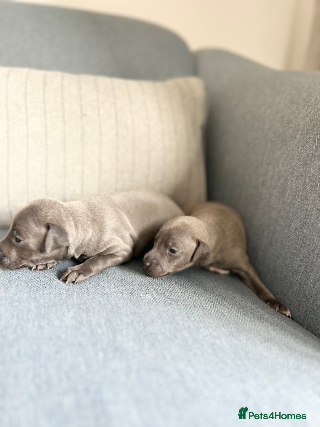 Italian Greyhound dogs for sale: 🐾Exceptional litter of KC Italian Greyhounds 🐾 - Advert 14