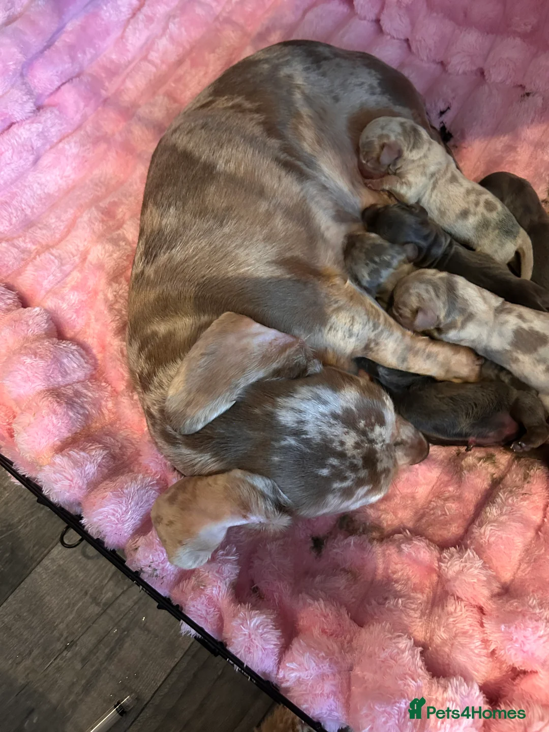 Miniature Dachshund dogs for sale: Stunning Dapple miniature dachshunds  - Advert 14