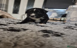 Border Collie dogs for sale: 🏡 Smart, Sweet Border Collie Pups Await You!" - Image 39