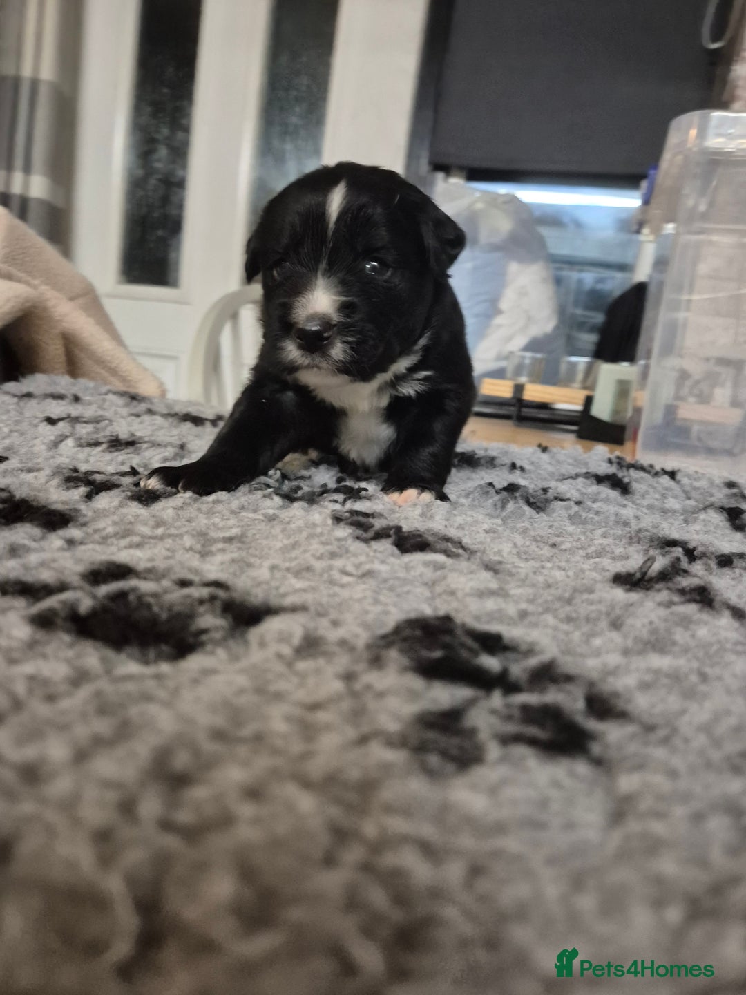 Border Collie dogs for sale: 🏡 Smart, Sweet Border Collie Pups Await You!" - Image 39