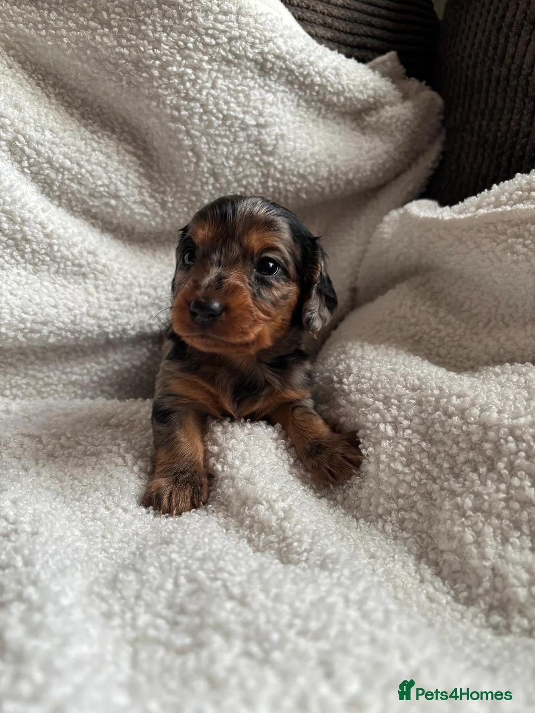 Miniature Dachshund dogs for sale: Beautiful miniature dachshunds 🤍 - Advert 8