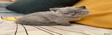 British Shorthair Female