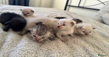 Ragdoll cats - Advert 15