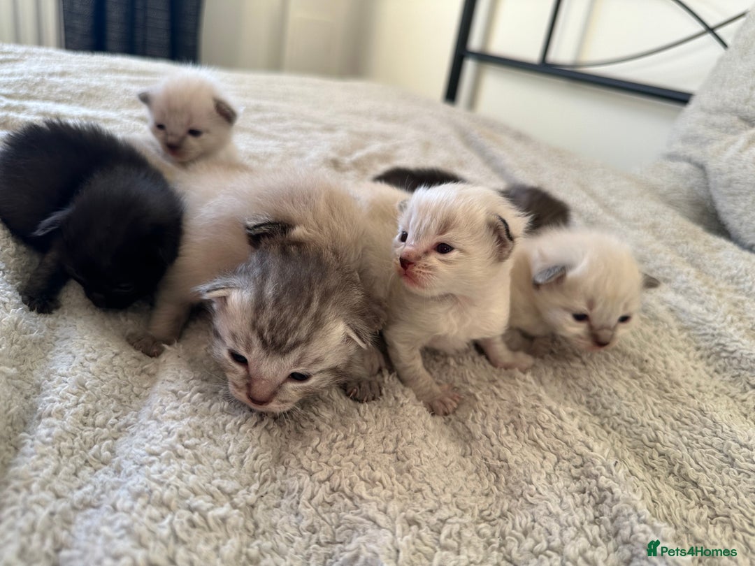 Ragdoll cats for sale: RAGDOLL X KITTENS  - Image 3