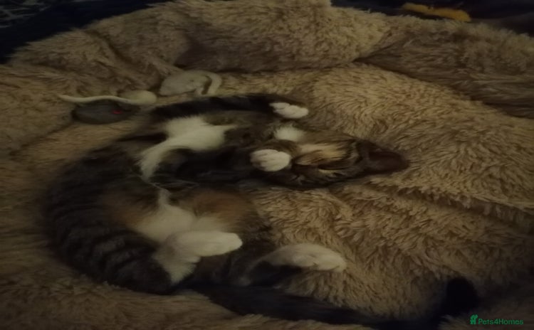 Domestic Shorthair cats - Advert 1