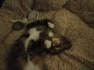 Domestic Shorthair cats for sale - Advert 1