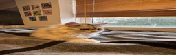 British Shorthair cats for sale: British Shorthair & longhair Chinchilla available  - Advert 34