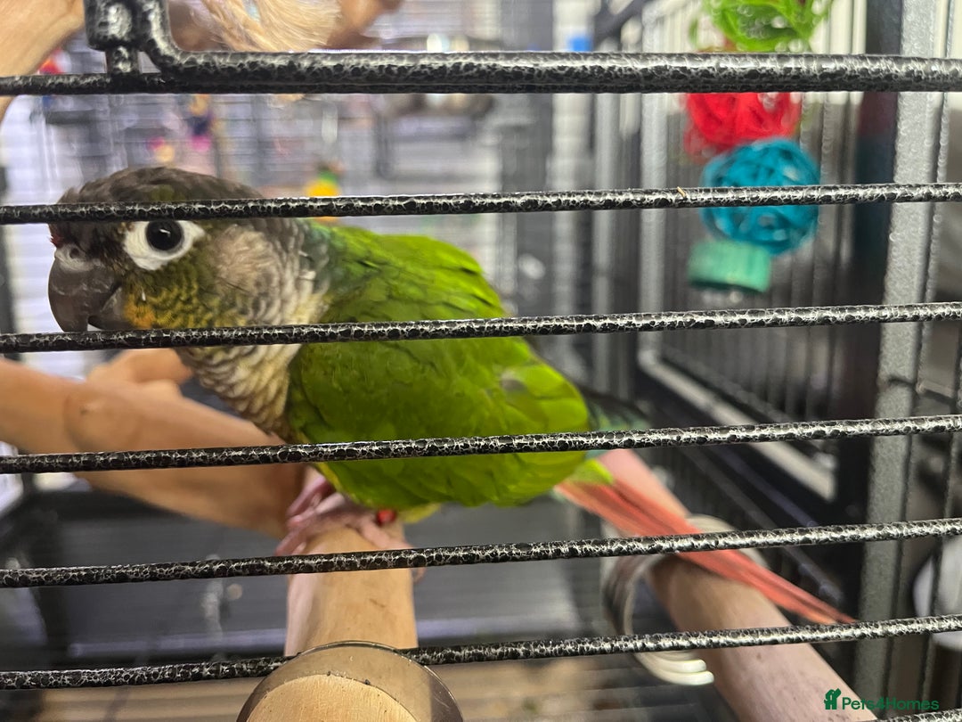 Conures birds for sale: Reggie the Conure - Image 9