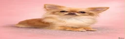 Chihuahua dogs for sale: Tiny Long Haired Chihuahua puppies  - Advert 12