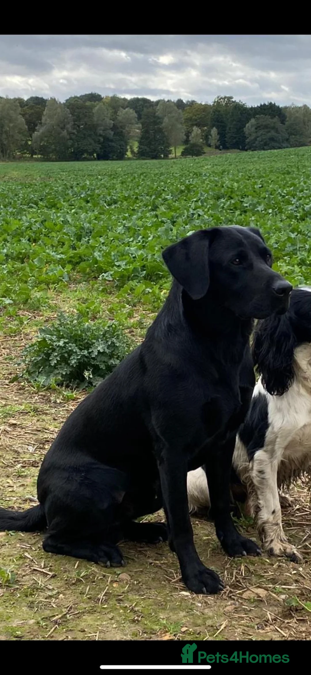Labrador Retriever dogs for sale:  Labrador puppies  - Advert 7