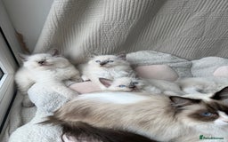 Ragdoll cats for sale: Adorable Pedigree Ragdoll Kittens Available 🐾 - Image 33