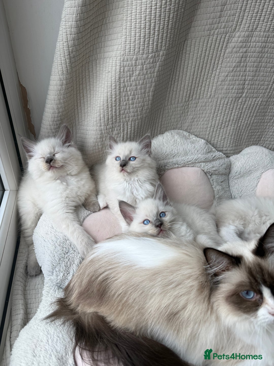 Ragdoll cats for sale: Adorable Pedigree Ragdoll Kittens Available 🐾 - Image 33