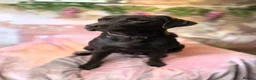 Labrador Retriever dogs for sale: FINAL KC registered black Labrador puppy (dog) - Advert 5