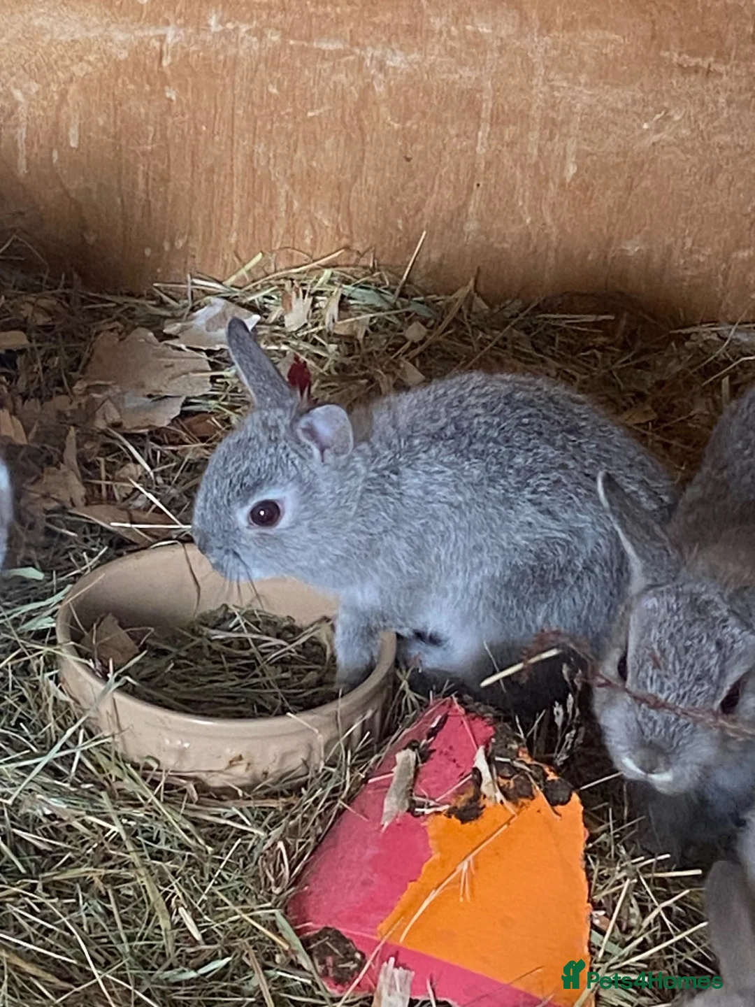 Netherland Dwarf rabbits for sale: Gorgeous Netherland Dwarf baby boys - Advert 9