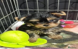 Yorkshire Terrier dogs for sale: Yorkshire Terrier puppies  - Image 12