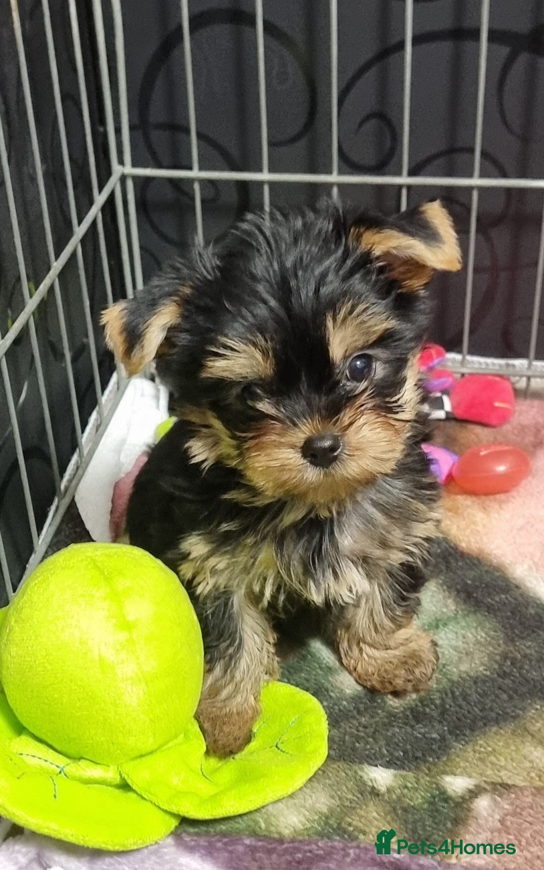 Yorkshire Terrier dogs for sale: Yorkshire Terrier puppies  - Image 12