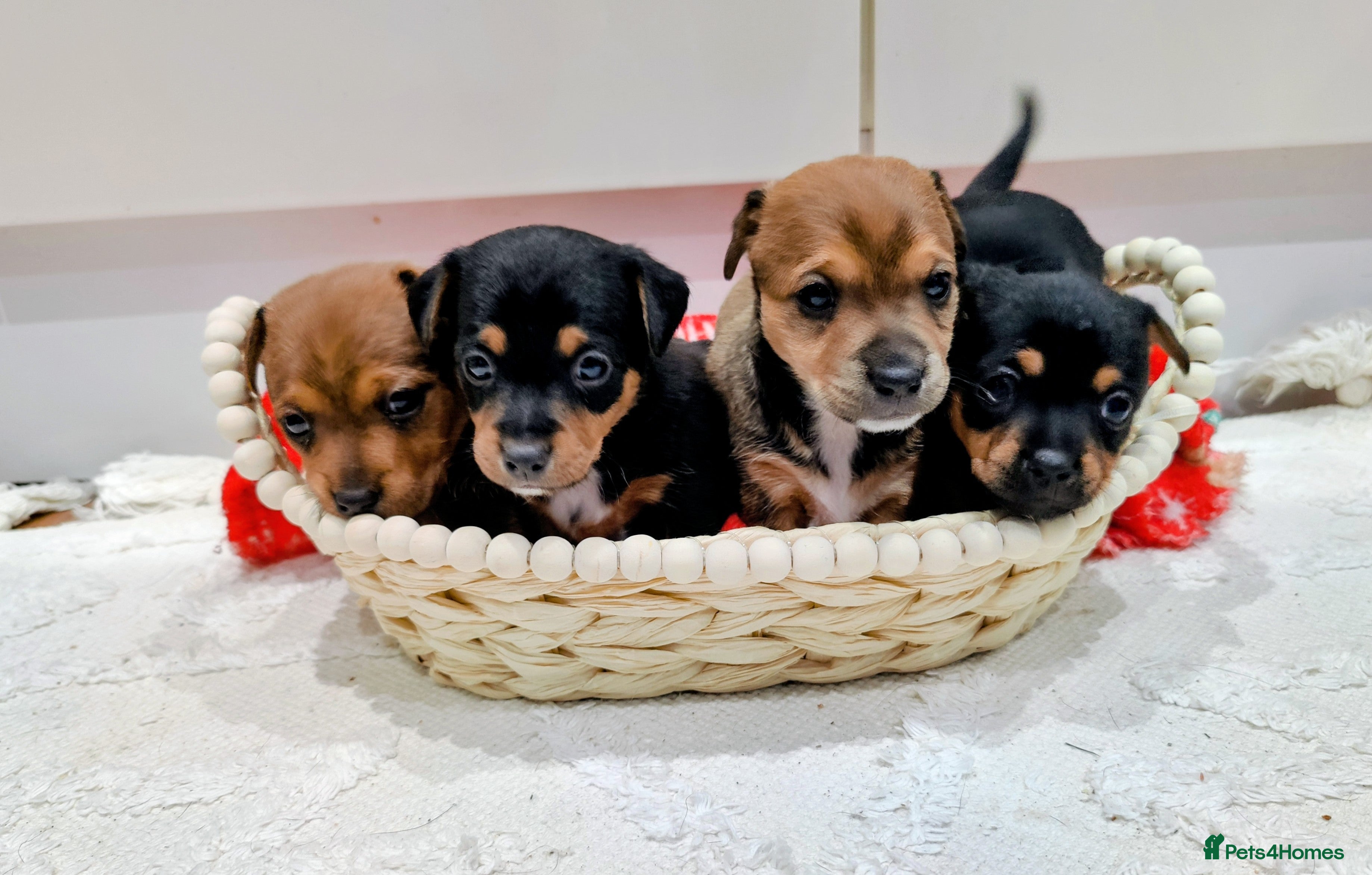 Jack Russell dogs Jack Russell Puppies  - Advert 18