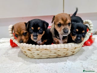 Jack Russell dogs Jack Russell Puppies - Advert 12