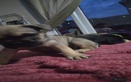French Bulldog dogs for sale: French bull dog Puppies - Image 17