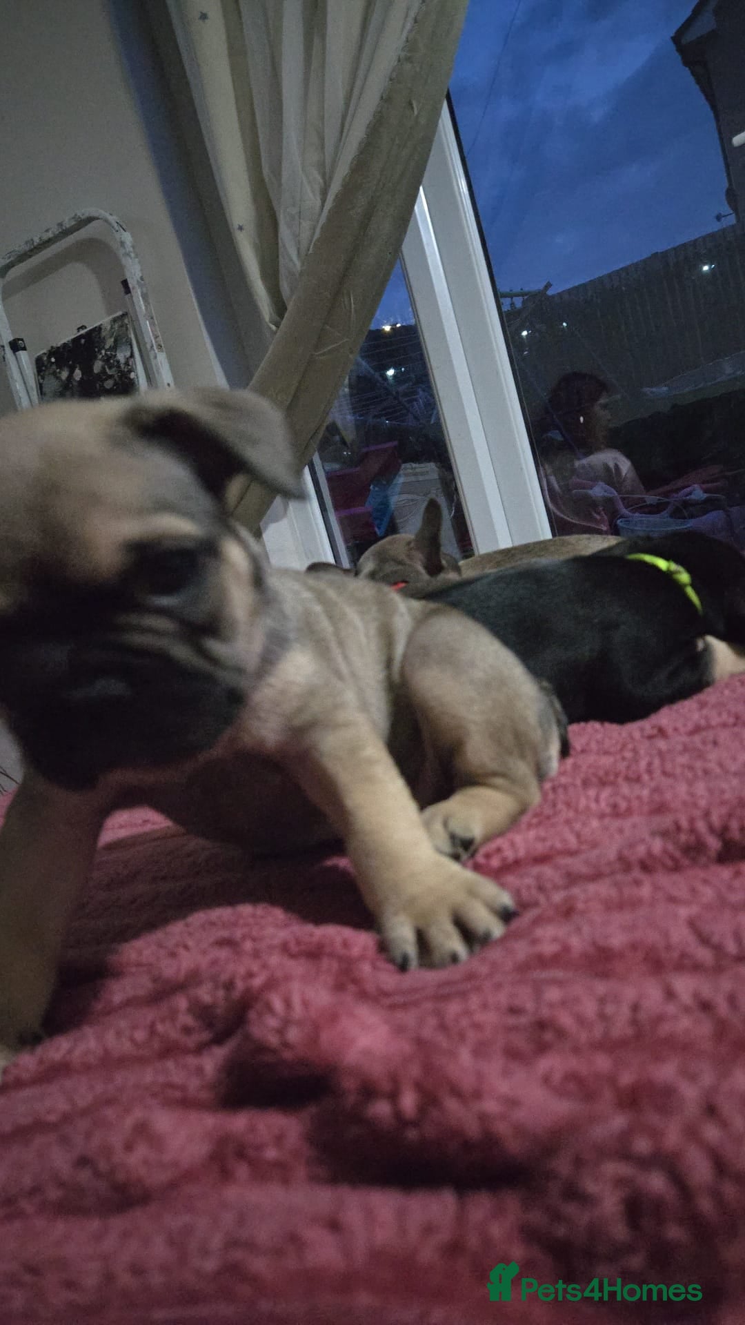 French Bulldog dogs for sale: French bull dog Puppies - Image 17