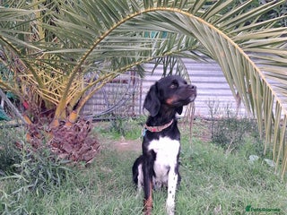 Mixed Breed dogs Be BROODY's Best Friend.... - Advert 2