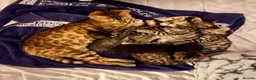 Bengal cats for sale: Beautiful Bengal Kittens for Sale, Pure Bengal Mum - Advert 16