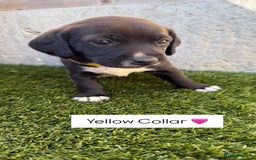 Jackapoo dogs for sale: Beautiful Jackapoo Puppies 🖤🖤🖤 - Image 4