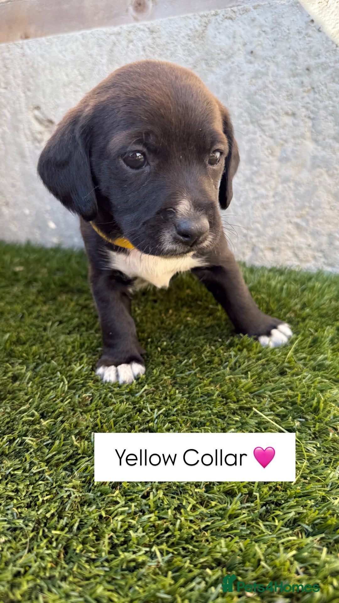 Jackapoo dogs for sale: Beautiful Jackapoo Puppies 🖤🖤🖤 - Image 4