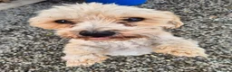 Mixed Breed dogs for adoption: Nor - In Ayr Looking for a Home  - Advert 7