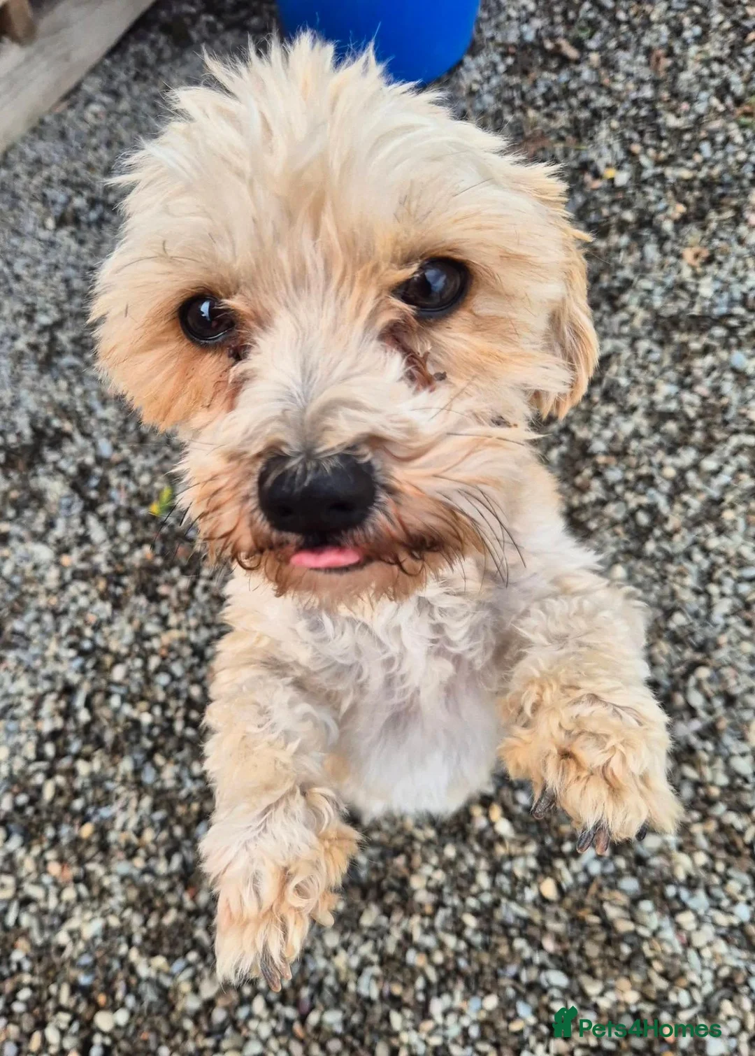 Mixed Breed dogs for adoption: Nor - In Ayr Looking for a Home  - Advert 7