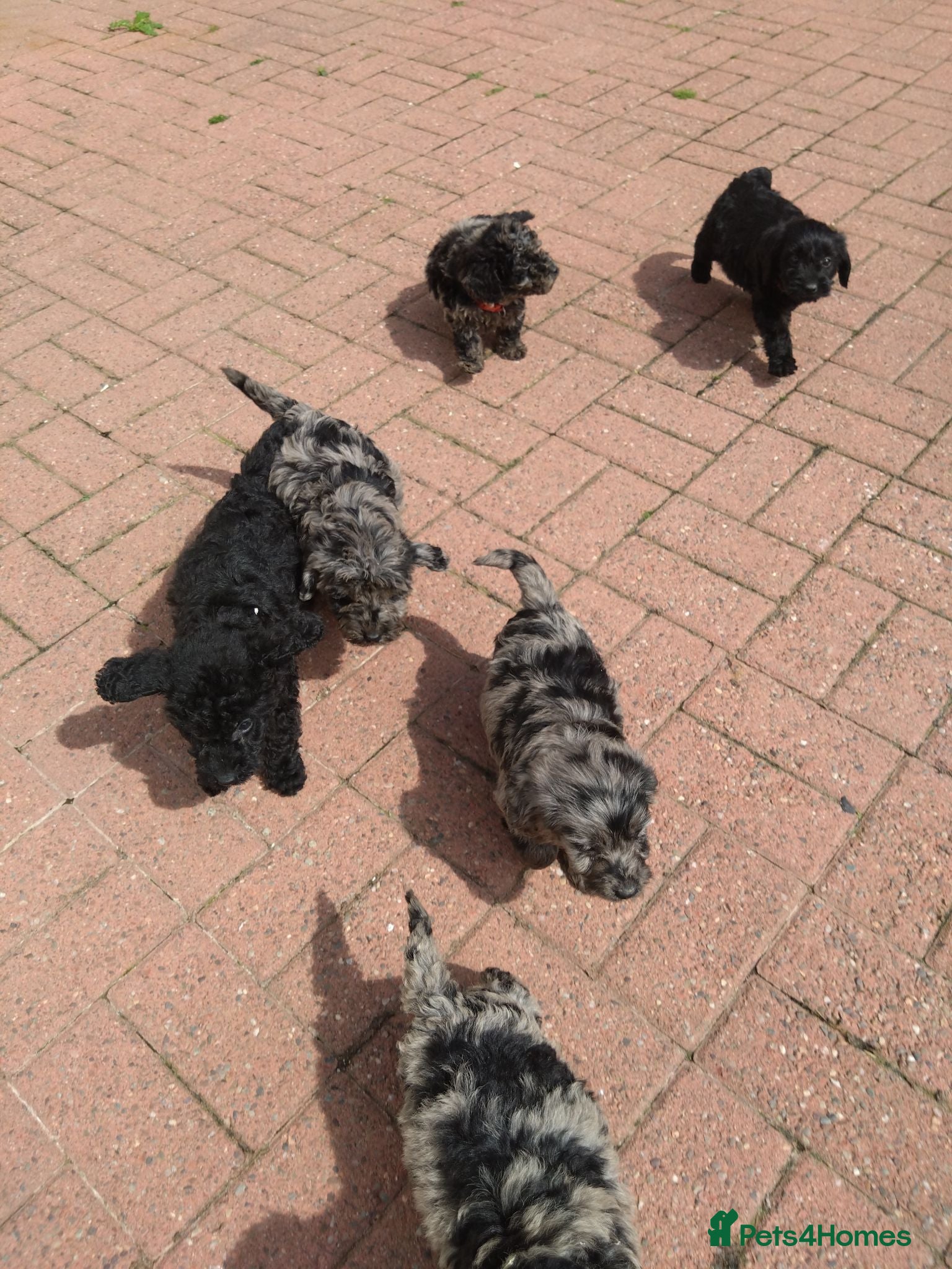 Labradoodle dogs Labradoodle pups F1B - Advert 2