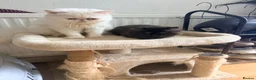 Mixed Breed cats for sale: Mixed breed - Advert 8