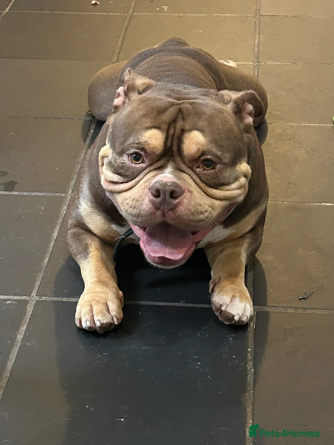 American Bully dogs for sale: American pocket/micro bully  - Advert 1