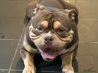 American Bully dogs American pocket/micro bully - Advert 1