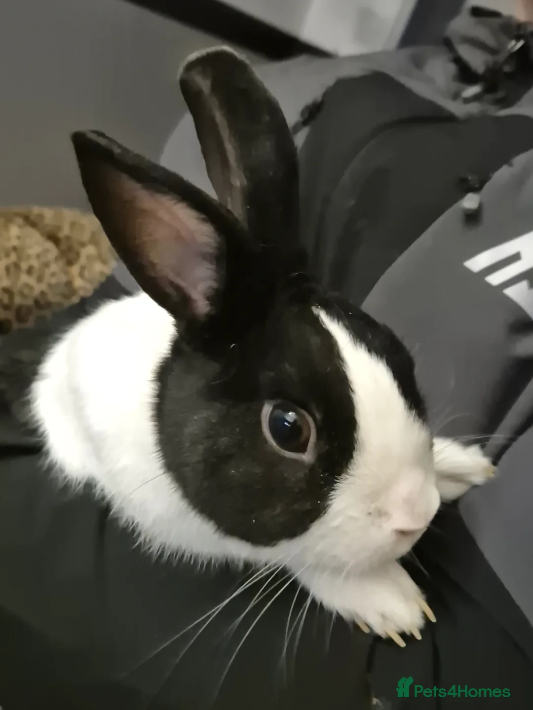 Dutch rabbits for sale: Male rabbit in Choppington - Advert 2