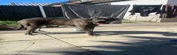 Cane Corso dogs for sale: Male 2 years old Cane Corso  - Advert 3