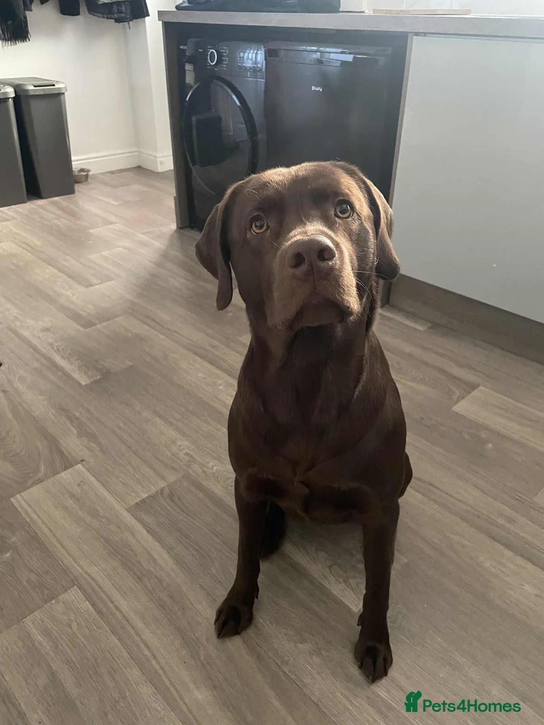 Labrador Retriever dogs for sale: Professional required for Labrador ownership - Advert 1